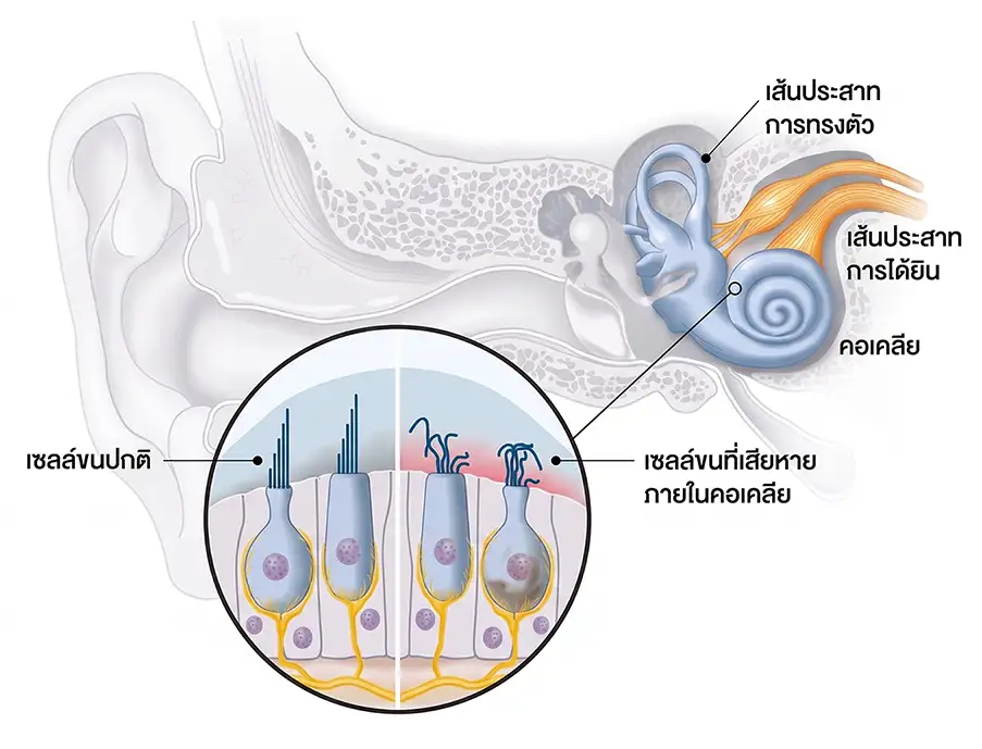 ear hair cells