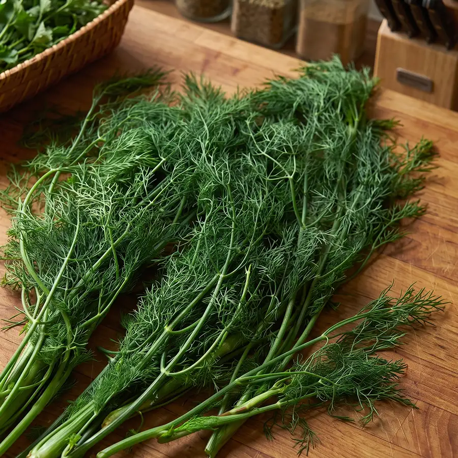 ผักชีลาว (Dill)
